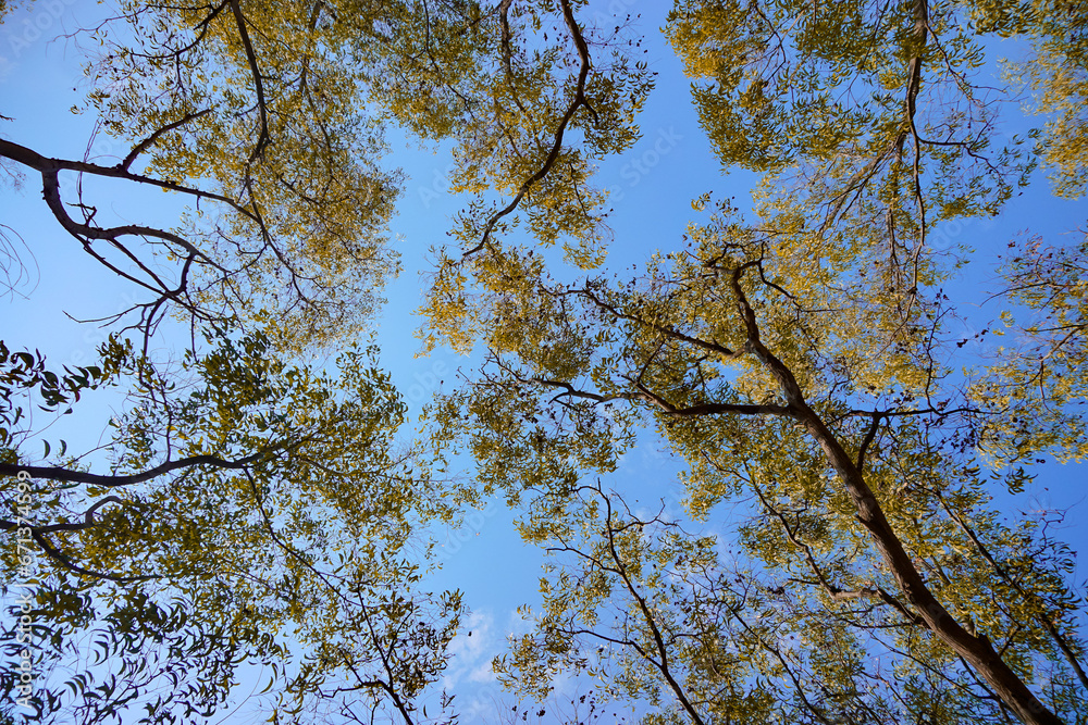 Fototapeta premium Autumn foliage under blue sky, trees in forest, no people. Tranquil Autumn Forest, a Natural Beauty of Blue Skies and Foliage Growth. Perfect for natural background or wallpaper.