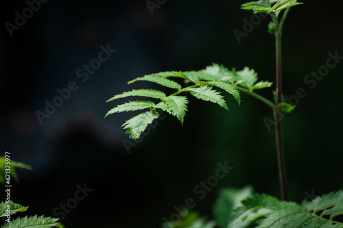 Close up of green leaf in nature 