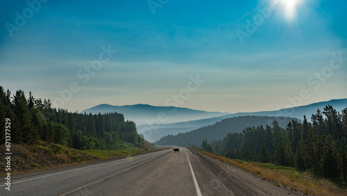 Bear walking across the road in Yukon Canada