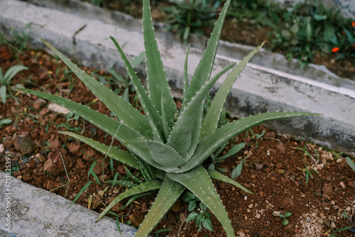 aloe vera plants that are deliberately planted in the yard of the house.