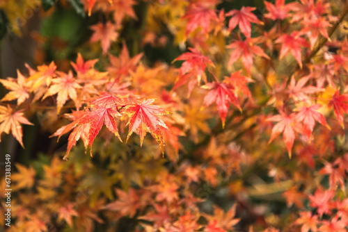 Vibrant red-orange leaves of a Japanese maple in autumn. Selective focus, earth tones, natural foliage background.
