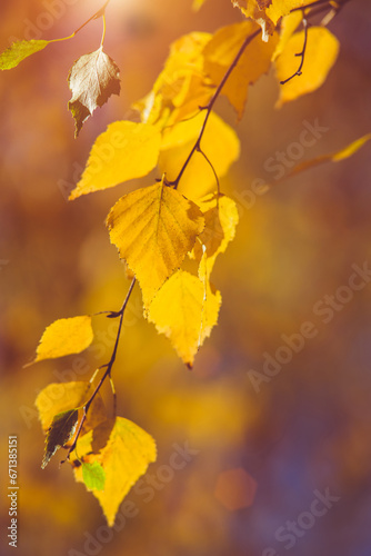 Autumn background-yellow birch leaves in the city Park 