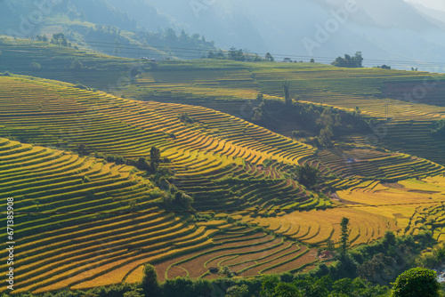 Rice Terraced field in harvesting season in Vietnam
