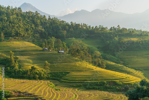 Rice Terraced field in harvesting season in Vietnam