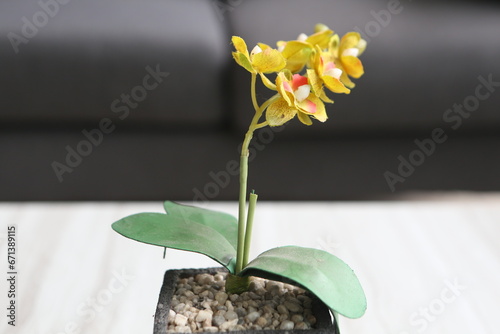 white orchid in a pot
