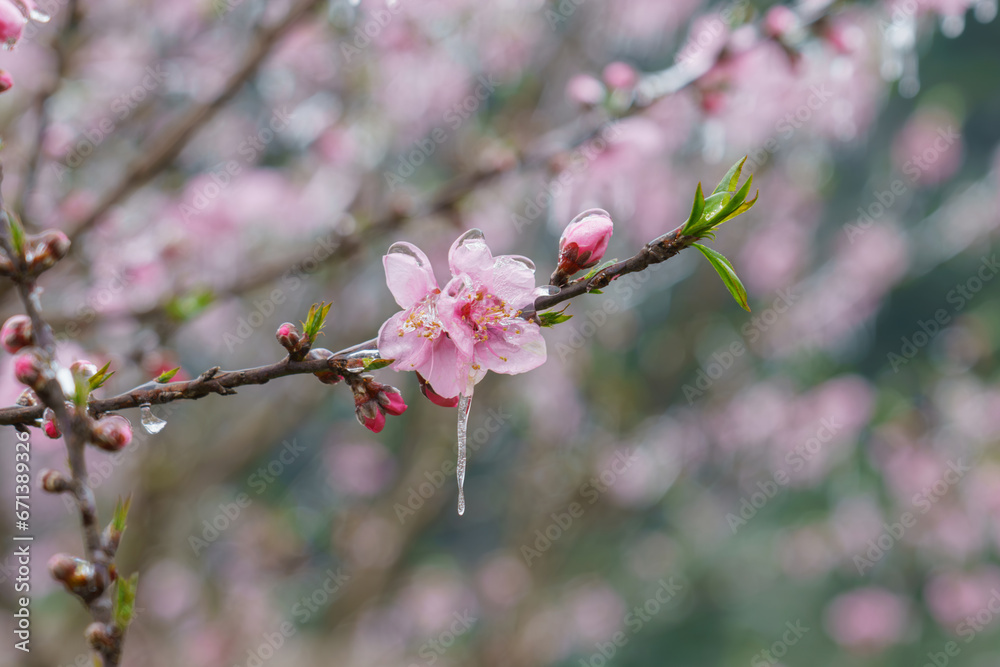 Blossoming flowers in Ha Giang province in spring season. Ha Giang is a northernmost province in Vietnam Blossoming flowers in Ha Giang province in spring season. Ha Giang is a northernmost province in Vietnam