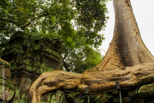 Tree roots over the Ta Prohm, a temple at Angkor, Province, Cambodia photo