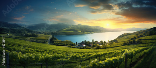 a vineyard and lake at sunset