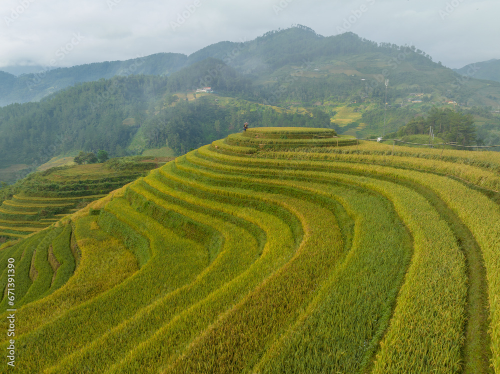 Rice Terraced field in harvesting season in Yen Bai, Vietnam