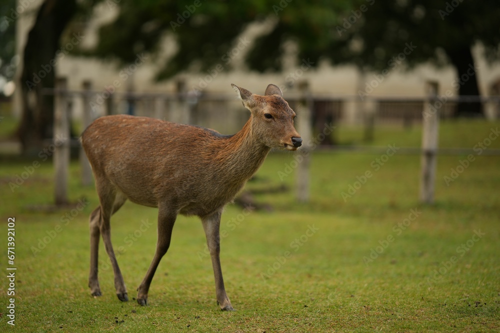 Fototapeta premium Deer on green lawn in a park
