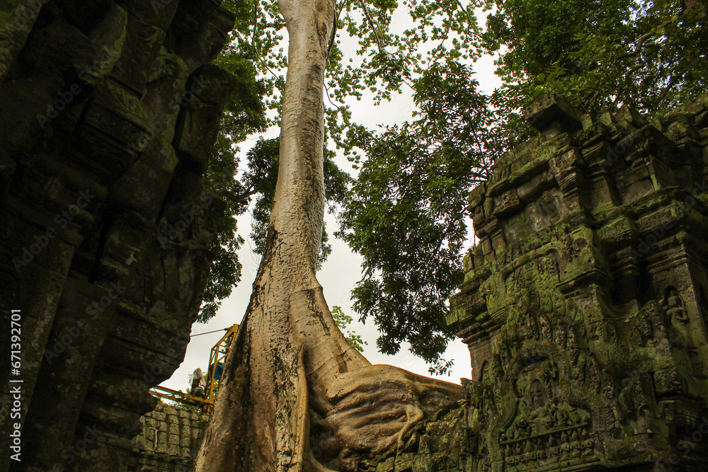 Ta Prohm temple. Ancient Khmer architecture under the giant roots of a tree