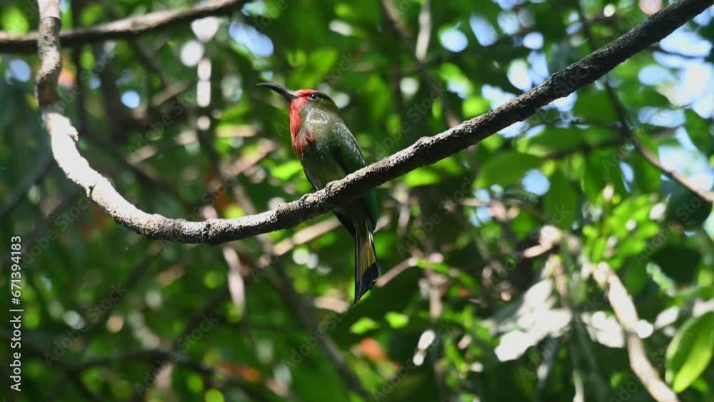 Looking up and around for bees to eat while paying attention to its surroundings, Red-bearded Bee-eater Nyctyornis amictus, Thailand Looking up and around for bees to eat while paying attention to its surroundings, Red-bearded Bee-eater Nyctyornis amictus, Thailand