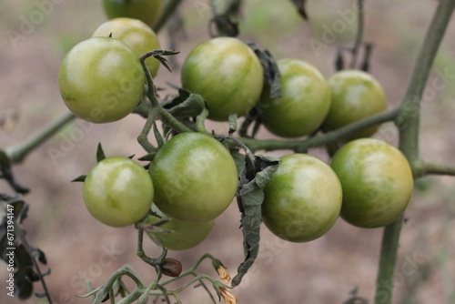 Green tomatoes on a branch. Close-up. Selective focus. Copyspace