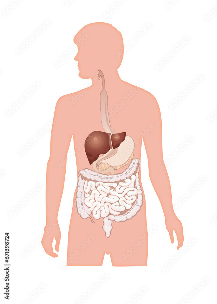 Abdomen visual data 7
