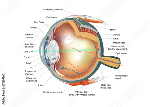 Eye Anatomy , Human Eye, eye illustration
Eyeball Structure,  Eye Muscles photo