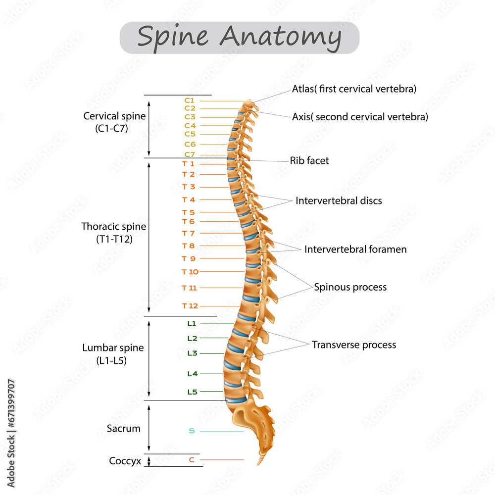 Photography Poster Spine Anatomy Human Spine Anatomy Cervical Spine Photography Poster Spine Anatomy Human Spine Anatomy Cervical Spine
