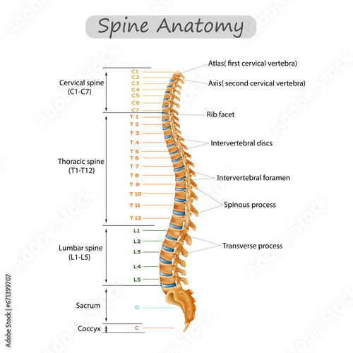 spine anatomy human spine anatomy Cervical spine Thoracic spine 