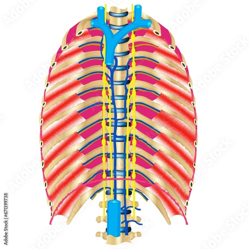spine nerve, spine vessels, blood supply of spine nerves system photo