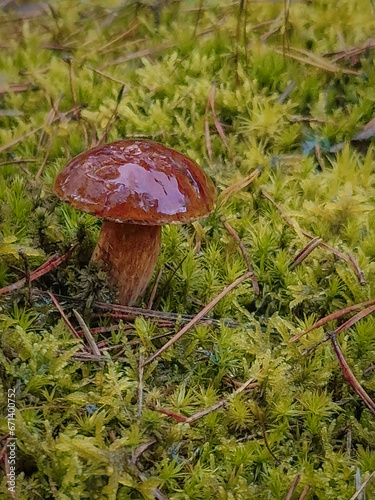 utumn mushroom - brown bolete in Polish forests.