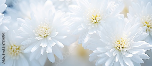 Soft focus on distinct white flowers shot up close with a wide aperture