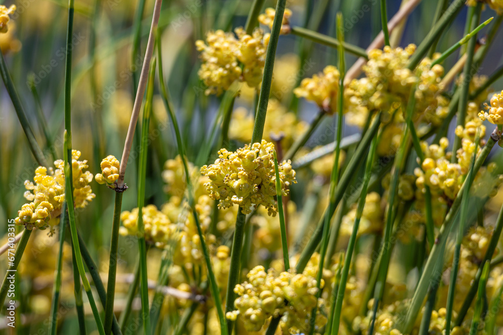 シナマオウの花 学名: Ephedra sinica 生薬名:マオウ(麻黄) シナマオウの花 学名: Ephedra sinica 生薬名:マオウ(麻黄)