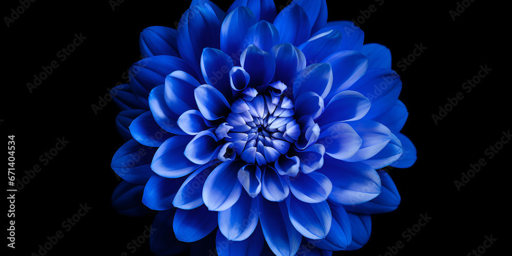 blue flower isolated on black,Blue dahlia close up macro photography,