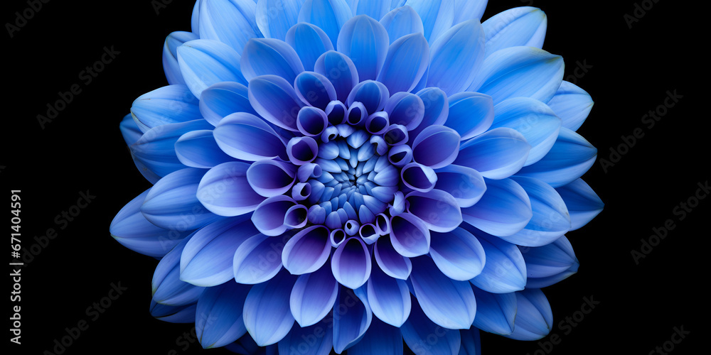 Blue flower in blue,Blue Flower Wallpaper Image,A close up of a blue flower with a white background,