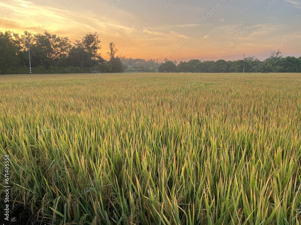 Sunrise atmosphere and yellow rice fields