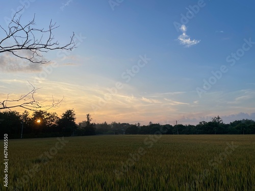 Sunrise atmosphere and rice fields