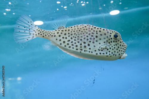 Puffer fish swimming in the water. Close-up view.
