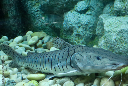 A closeup shot of a Tiger shovelnose catfish swimming in the aquarium photo