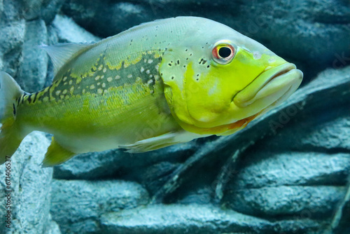 Close up of a Peacock bass swimming in an aquarium. cichala intermedia