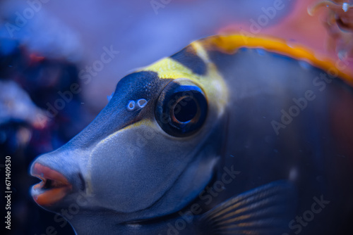 saltwater fish Naso elegans, selective focus photo