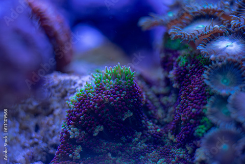 Fototapeta Naklejka Na Ścianę i Meble -  sea soft coral Rhodactis macro photo, selective focus