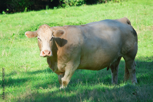 Eine beigefarbene Kuh in halbseitiger Ansicht im Halbschatten auf einer Wiese
