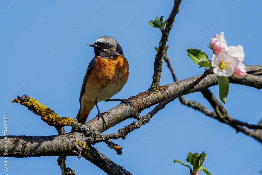 Gartenrotschwanz (Phoenicurus phoenicurus) Männchen Gartenrotschwanz (Phoenicurus phoenicurus) Männchen