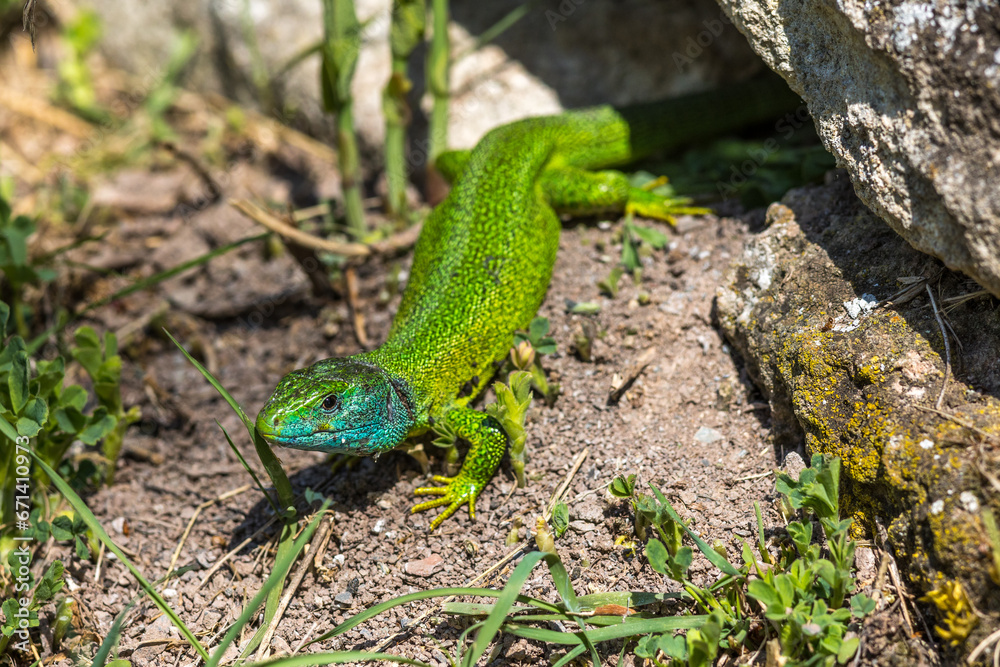 Westliche Smaragdeidechse (Lacerta bilineata) Männchen Westliche Smaragdeidechse (Lacerta bilineata) Männchen