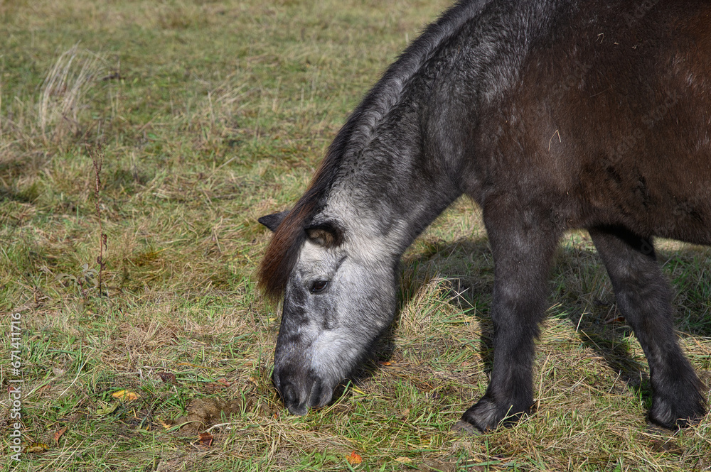 Ein dunkles Pferd mit hellem Kopf beim Grasen in Nahansicht Ein dunkles Pferd mit hellem Kopf beim Grasen in Nahansicht