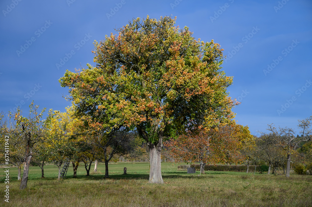 Eine Streuobstwiese mit Bäumen im Herbstlaub Eine Streuobstwiese mit Bäumen im Herbstlaub
