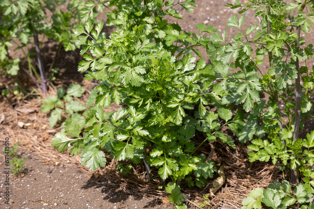 コリアンダー 別名:コエンドロ(Coriandrum sativum) 葉または果実を利用 コリアンダー 別名:コエンドロ(Coriandrum sativum) 葉または果実を利用