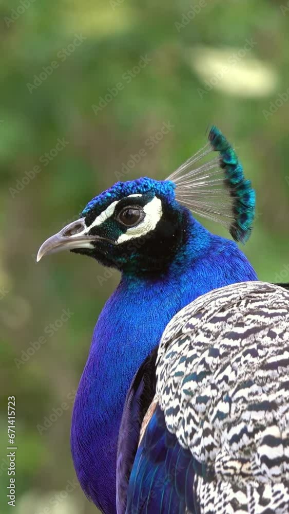 peacocks sitting on branch in forest. Vertical video peacocks sitting on branch in forest. Vertical video