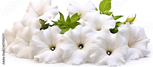 Petunia axillaris Latin name for big white flowers photo