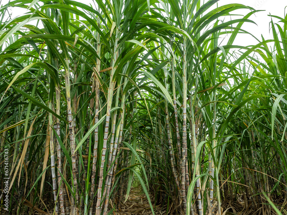Sugarcane on transparent background with clipping path, suitable for print and web pages. Sugarcane on transparent background with clipping path, suitable for print and web pages.