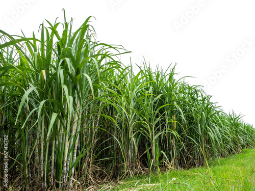 Sugarcane on transparent background with clipping path, suitable for print and web pages.