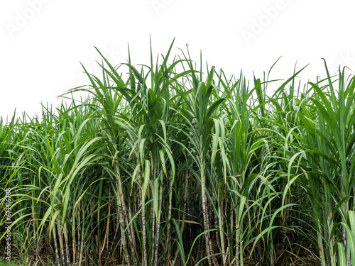 Sugarcane on transparent background with clipping path, suitable for print and web pages.