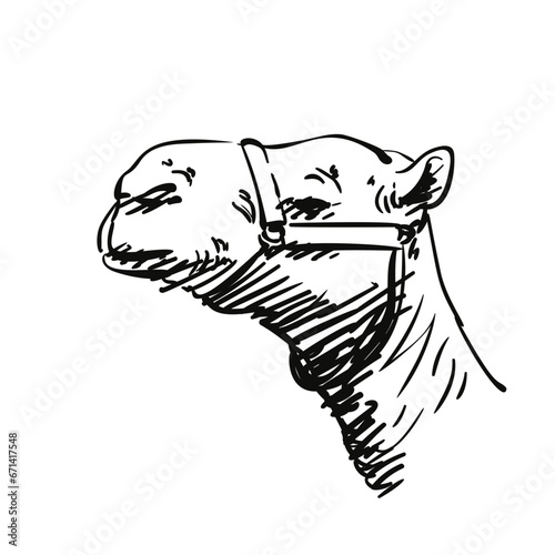 Dromedary camel portrait in profile vector sketch, Camel head hand drawn illustration