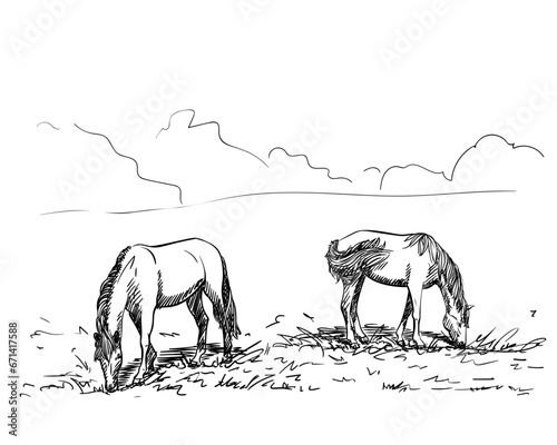 Two horses grazing in a meadow eating grass  Freehand sketch  Hand drawn illustration of domesticated animals