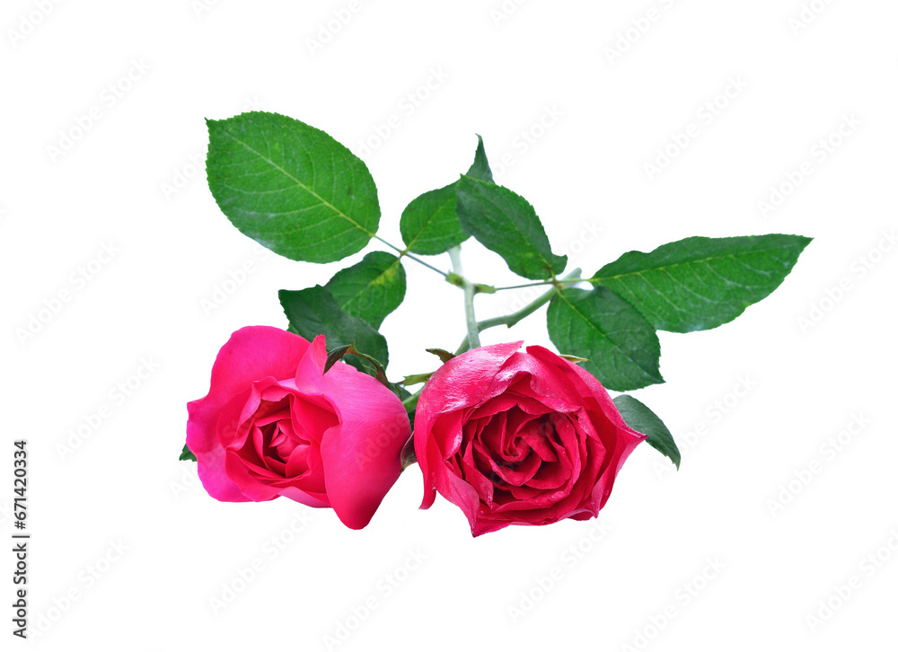 Naklejka premium Pink rose transparent png