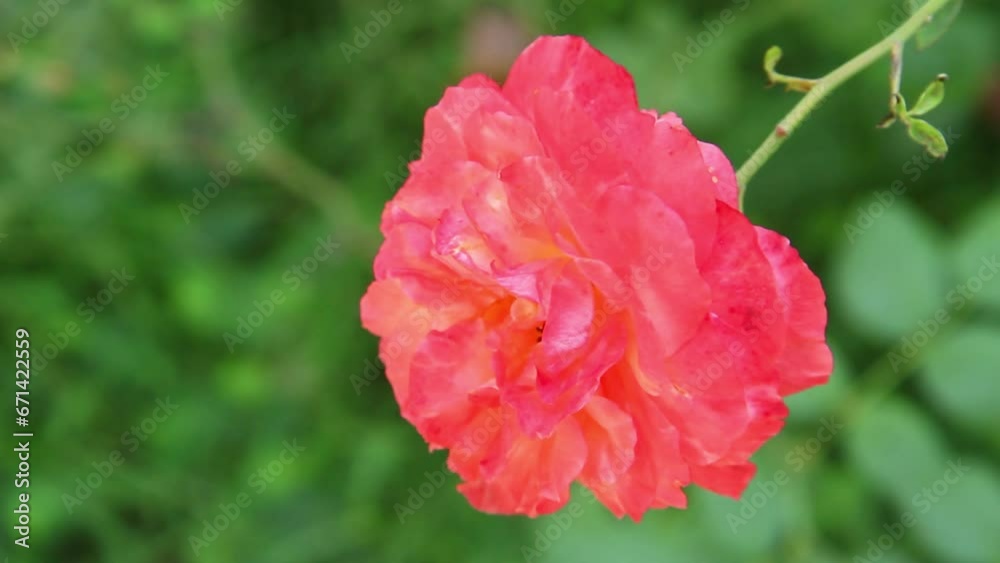 Orange-red Crazy Love rose flower in the garden Orange-red Crazy Love rose flower in the garden