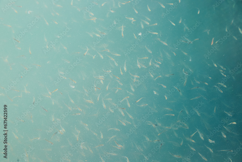 Snapper and grouper seeds are cultivated in floating net cages Snapper and grouper seeds are cultivated in floating net cages